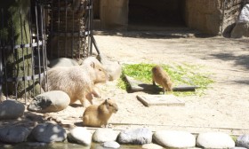 東山動植物園 東山動植物園