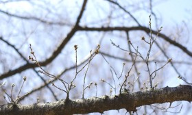 桜はまだ 桜はまだ