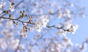 桜 桜