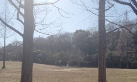 迎春 迎春